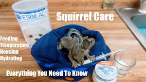 One of them has grey eyes. How To Take Care Of A Baby Squirrel Everything You Need To Know Youtube