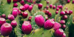 This fruit is also used in the making of jam. What Is Prickly Pear Nutrition Facts And Benefits Dr Axe