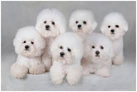 The short and fatty body that looks like a mushroom shape makes them more and more lovely. Bichon Frise Puppies Price Range Bichon Frise Puppies For Sale Cost
