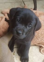 The lab mix can have multiple purebred or mixed breed lineage. Adopt Roo Adopted On Petfinder In 2021 Black Labrador Retriever Black Labrador Puppy Labrador Retriever