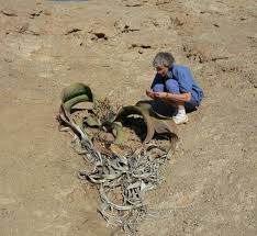 Image result for Hyparrhenia welwitschii