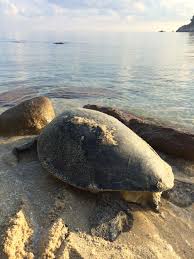 Legal trade in sea turtles and their eggs remains a reality in many countries where conservation of this marine endangered species does exist. Welcome To Chagar Hutang Reach The World