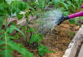 That is, no more than one plant should be grown in a square, and each crop should be two squares apart from each other. When How Much How Often To Water You Tomato Plants