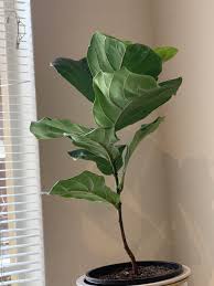 These plants generally like to be snug in their pots. Is There Something Wrong With My Flf The Leaves Appear To Be Curling At Edges And Pointing Upwards More Than Usual Fiddleleaffig