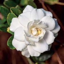 Gardenia Double Mint From Wayside Gardens