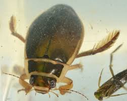 Check spelling or type a new query. Great Diving Beetle Naturespot