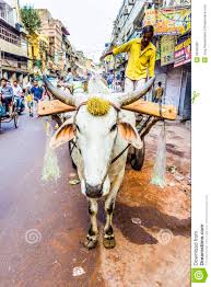 Ox Cart In The Streets Of Old Delhi Editorial Image Image
