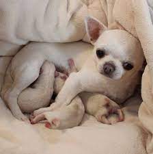 32d68ab92d371238a6f355cc687cd381 Jpg 736 738 Perros Chiguagua Perros Bonitos Perros Chihuahua