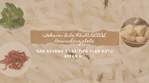 Campurkan tepung beras dengan sedikit air. Tekanan Bila Kutu Beras Bermaharajalela Dan Sedang Cuba Tips Elak Kutu Beras Ni Bubblynotes Malaysia Parenting Lifestyle Blog