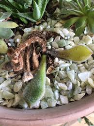 Buy plant succulent on ebay. Succulent Root Rot Control What To Do About Rotting Succulent Roots