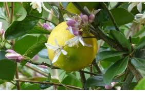 Add chopped leaves to marinades and dressings, fruit salads and drinks. Citrus Limon Reference Material Citrus Limon Standard Extrasynthese