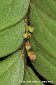 Image result for Anisophyllea