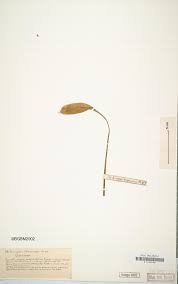 Image result for Agelanthus tanganyikae