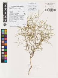 Image result for Afrohybanthus