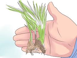 Maybe you would like to learn more about one of these? How To Control Wild Violets 12 Steps With Pictures Wikihow