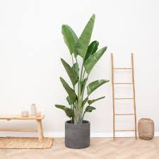 Image result for Strelitzia