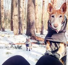 How Cold Is Too Cold For Your Dog Pedigree Foundation