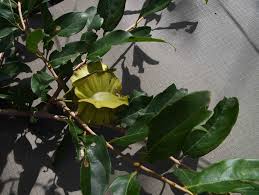 Image result for Combretum mkuzense