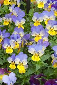 Viola Sorbet Yellow Frost Violets In Spring With Blue And Yellow Flowers Flower Stock Photography Pansies Planting Flowers