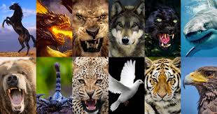 This Is What Your Birth Animal Reveals About Your Personality Birth Animal Animals Your Spirit Animal