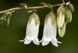 Image result for Campanulaceae