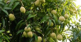 Mangues Pommes De La Guadeloupe Arbre Fruitier Fruits Exotiques Fruitier