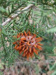 Check spelling or type a new query. What Is This Strange Growth On My Tree Marijuanaenthusiasts