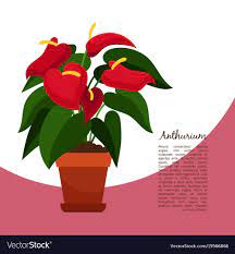 Anthurium Plant In Pot Banner Royalty Free Vector Image