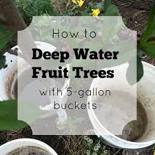 When weather is hot, water more often,. Fruit Tree Water Requirements Fruit Trees