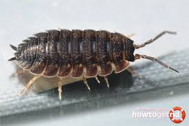 Slaters are like worms real useful for your garden. How To Get Rid Of Wood Lice In The Apartment
