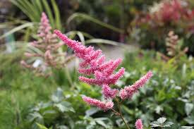 Pin On Garden Colour In August