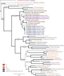 Image result for Triraphis schinzii