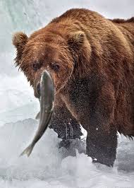 Pin On Bears Bears Bears