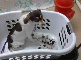 No Longer Listed Texas Id S A398429 Thru 436 Are A Tricolor Rat Terrier Mix Momma Dog W Newborn Puppies At The Rat Terrier Mix Rat Terriers Home Rescue
