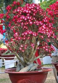 Bonsai Rosa Del Desierto Desert Rose Plant Adenium Flowering Trees