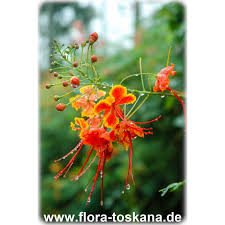 Image result for Caesalpinia rostrata