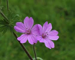 Image result for Geranium mlanjense