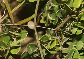 Image result for Secamone delagoensis