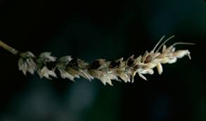 L'archée de l'estomac sépare les bons ingrédients pour en faire de la chair. Maladie Du Ble Maladies Des Cereales Maladie Cryptogamique Du Ble Syngenta
