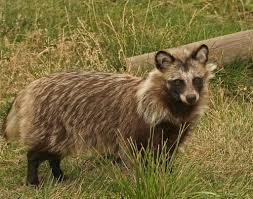 The Japanese Raccoon Dog Tanuki In Japanese Is A Subspecies Of The Asian Raccoon Dog The Animal Has Been Significant In Japane Mlekopitayushie Zhivotnye Sobaki