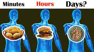 Can my stomach digest food within hours? How Long Does It Take To Digest A Steak
