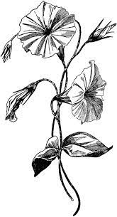 Tissue Paper Morning Glory Flower Vine Tattoos Morning Glory Tattoo Flower Drawing