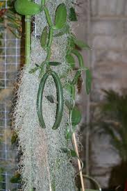 Image result for Vanilla imperialis