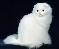 White Longhaired Scottish Fold Cat Scottish Fold Scottish Fold Cat Breeder