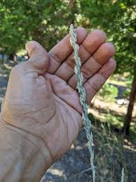 Image result for Elytrophorus spicatus