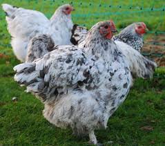 Black And White Speckled Chicken Breed Splash Cochin Chicken Breeds Barnyard Buddies Chickens