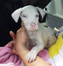 Only signup if you see a puppy that is posted as available on this website. Great Dane Puppies For Adoption The Y Guide