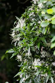 Image result for Pavetta revoluta