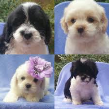 We did not find results for: Shih Tzu Shihpoo Maltipoo Puppies For Sale Las Vegas Nv