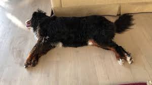 Manda The Bmd Todd With The Zoombies Bernese Mountain Dog Puppy Bernese Mountain Dog Mountain Dogs